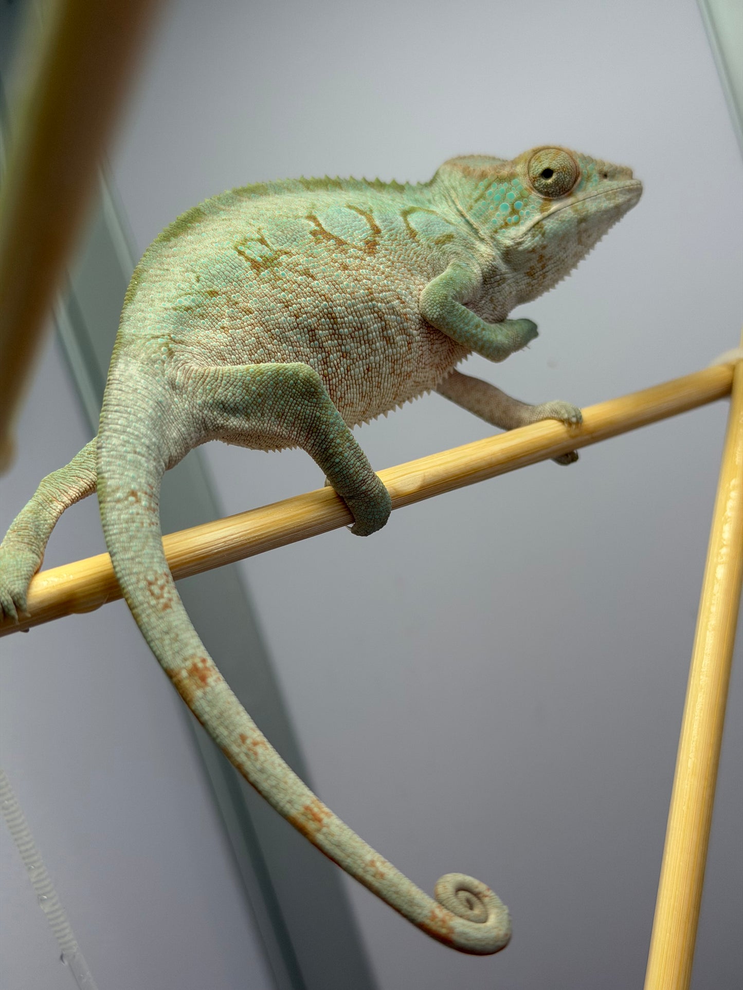 Panther Chameleon Blurple