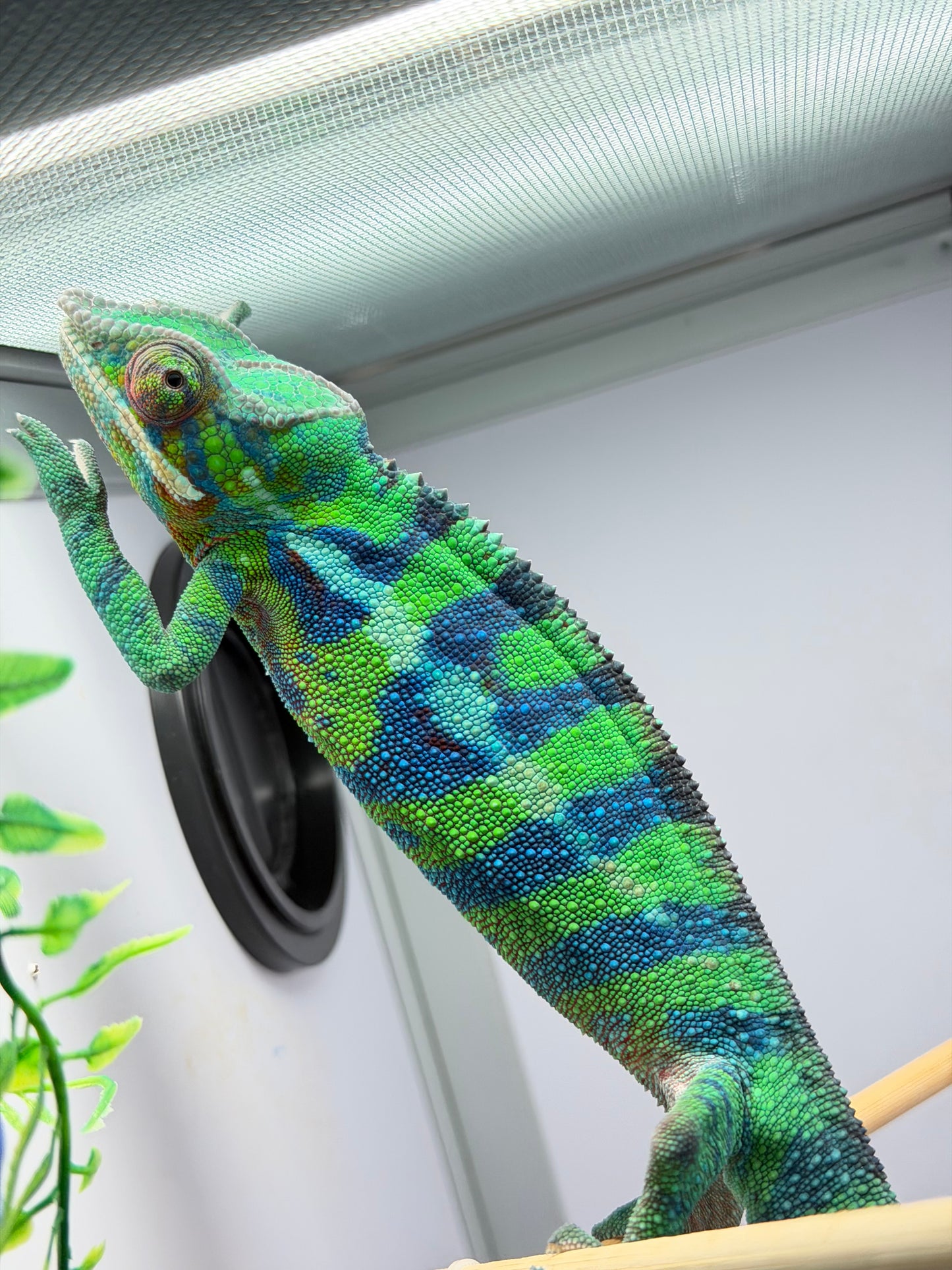 Panther Chameleon Ankify