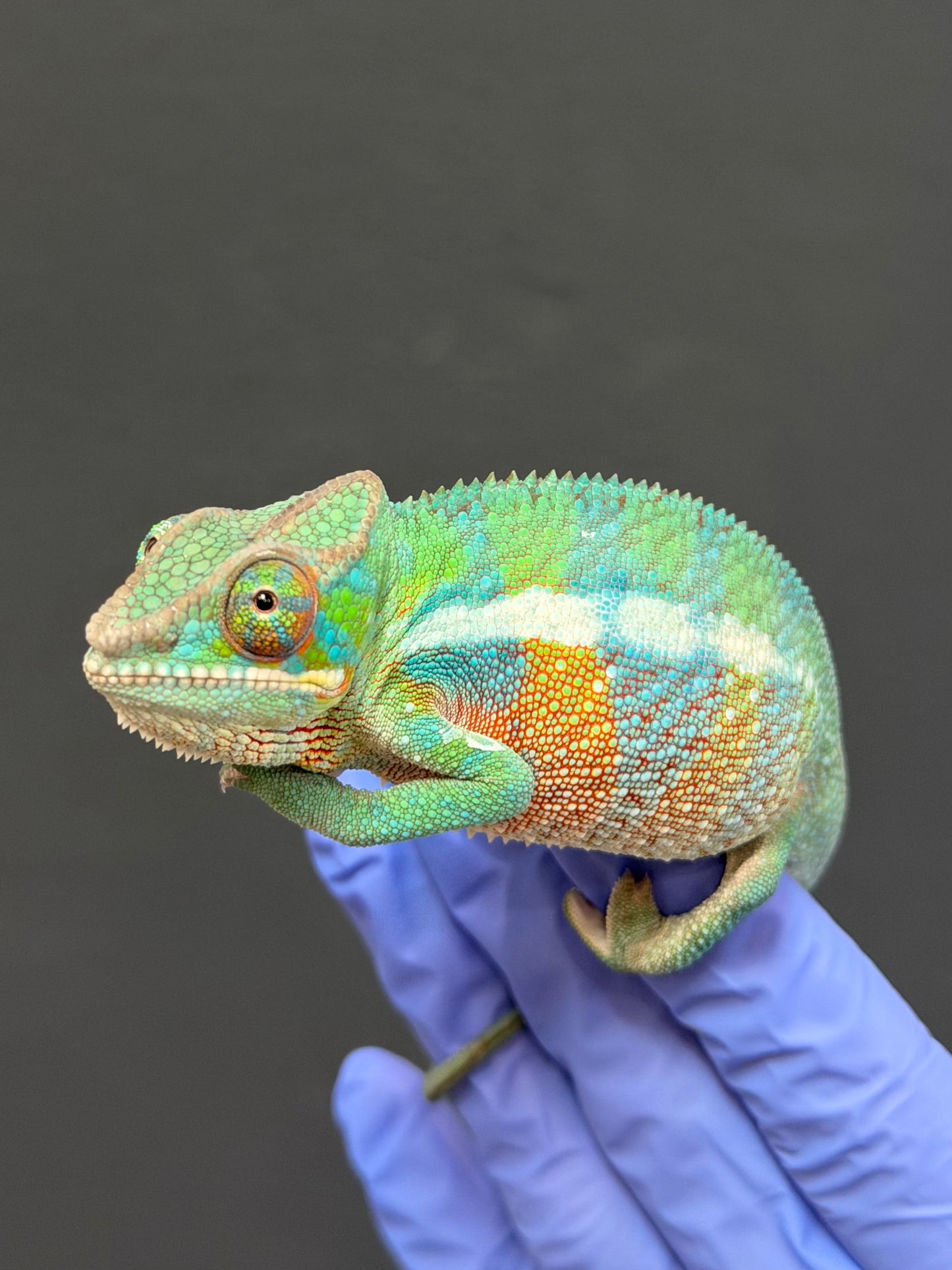 Panther Chameleon