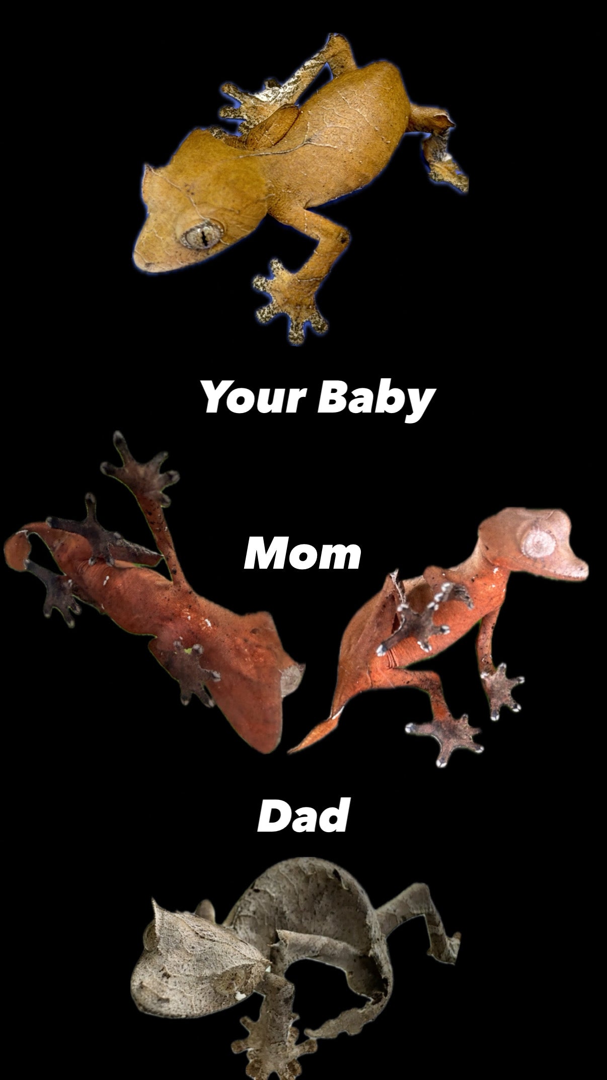 CBB Uroplatus Ebenaui Pair (Spearpoint Leaf-tailed Gecko)