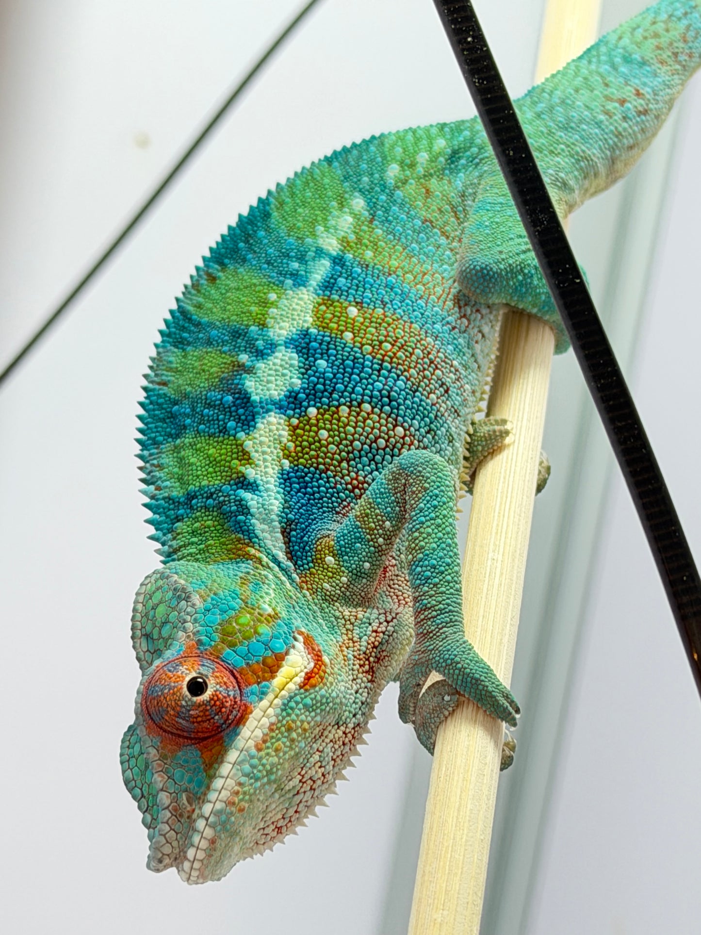 Panther Chameleon