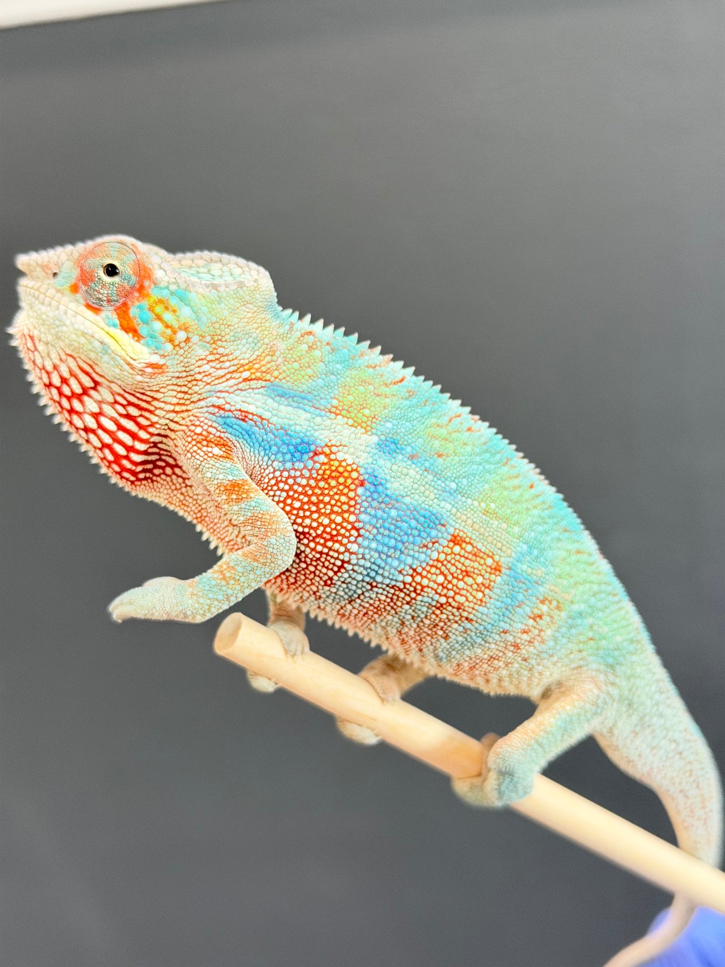 HD 2/16