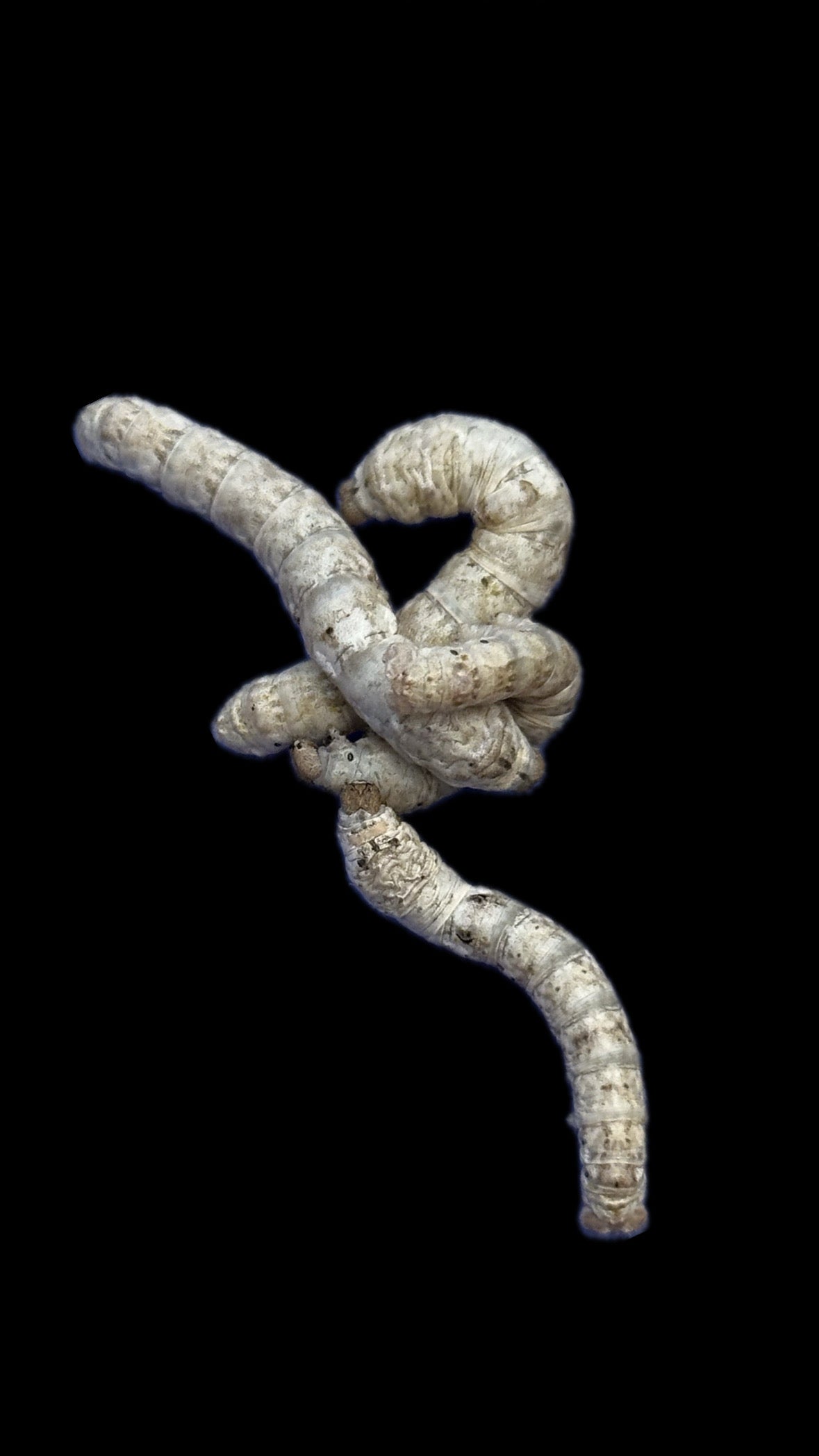 Z. FREE SHIPPING Silkworm variety 30ct+