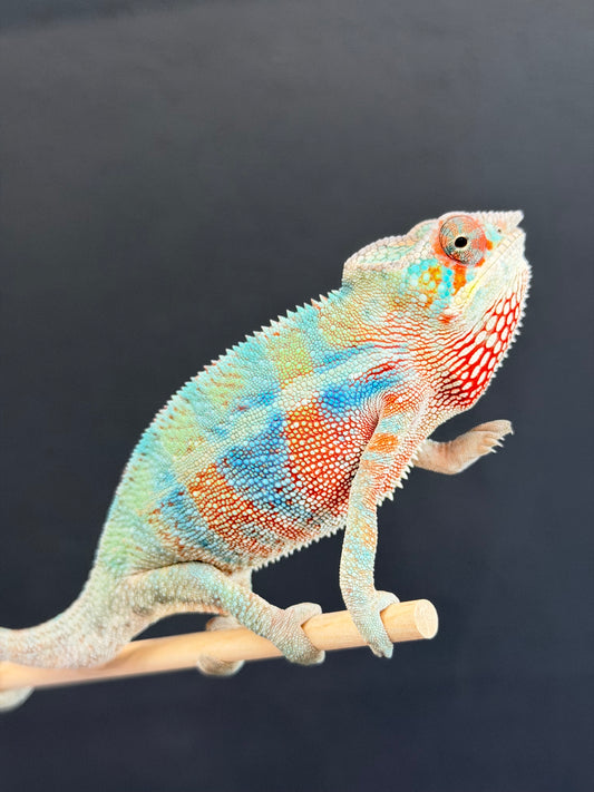 HD 2/16