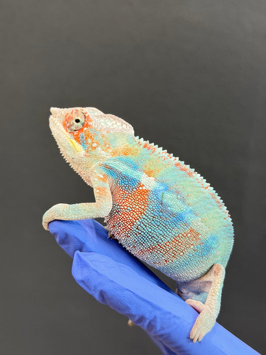 HD 12/25