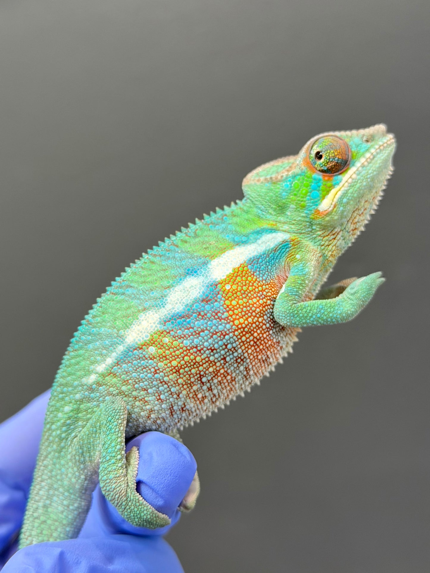 Panther Chameleon