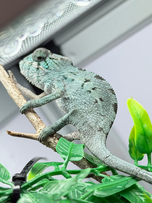 Botnik’s Offspring *Reserve