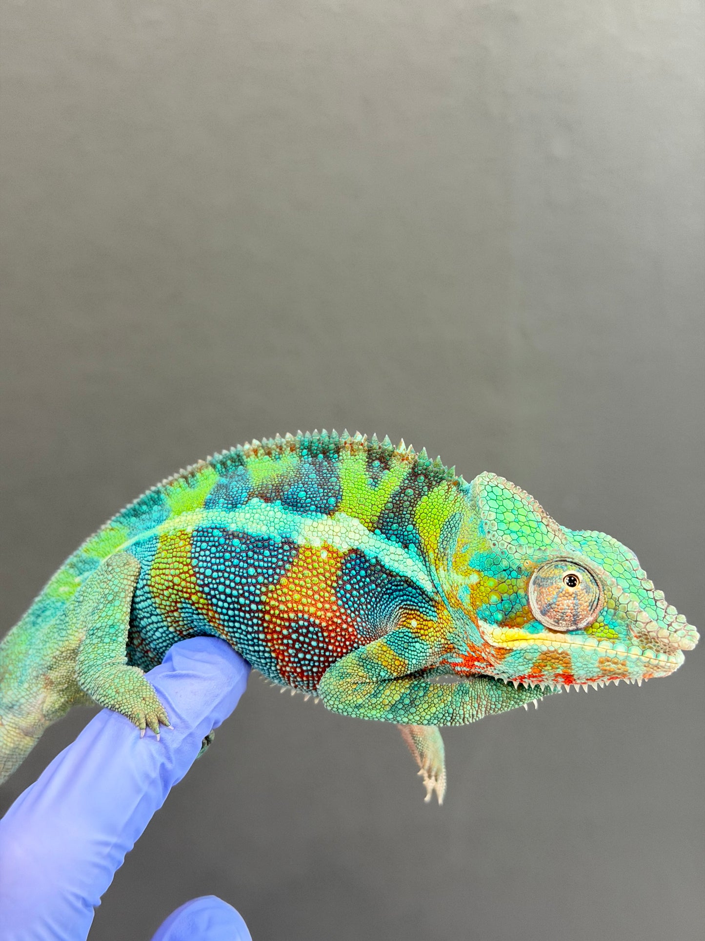 Panther Chameleon