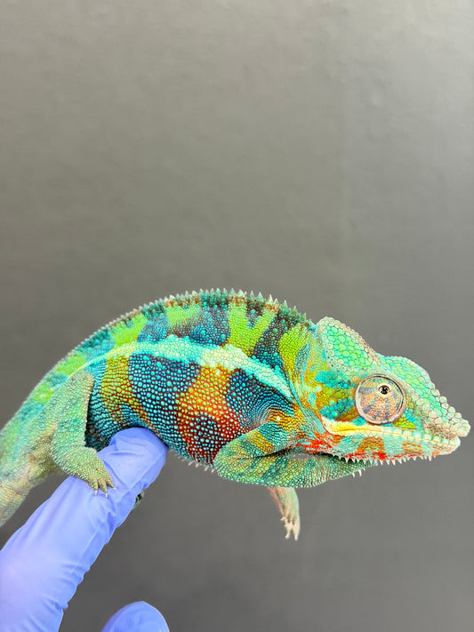 Panther Chameleon
