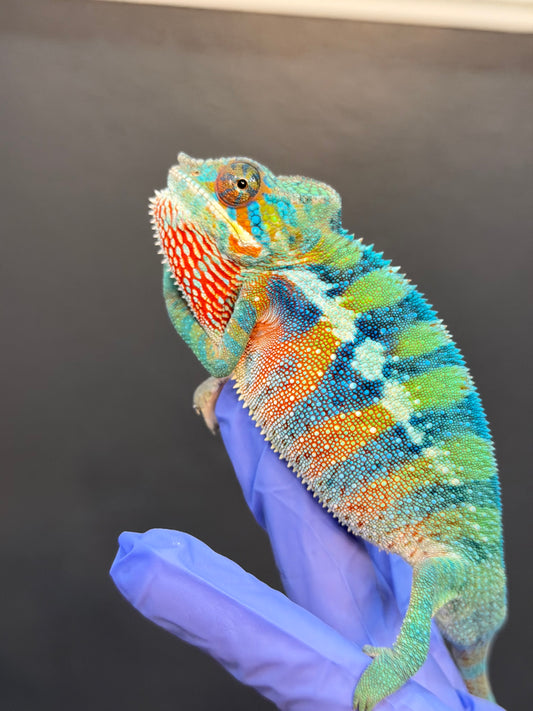 Panther Chameleon