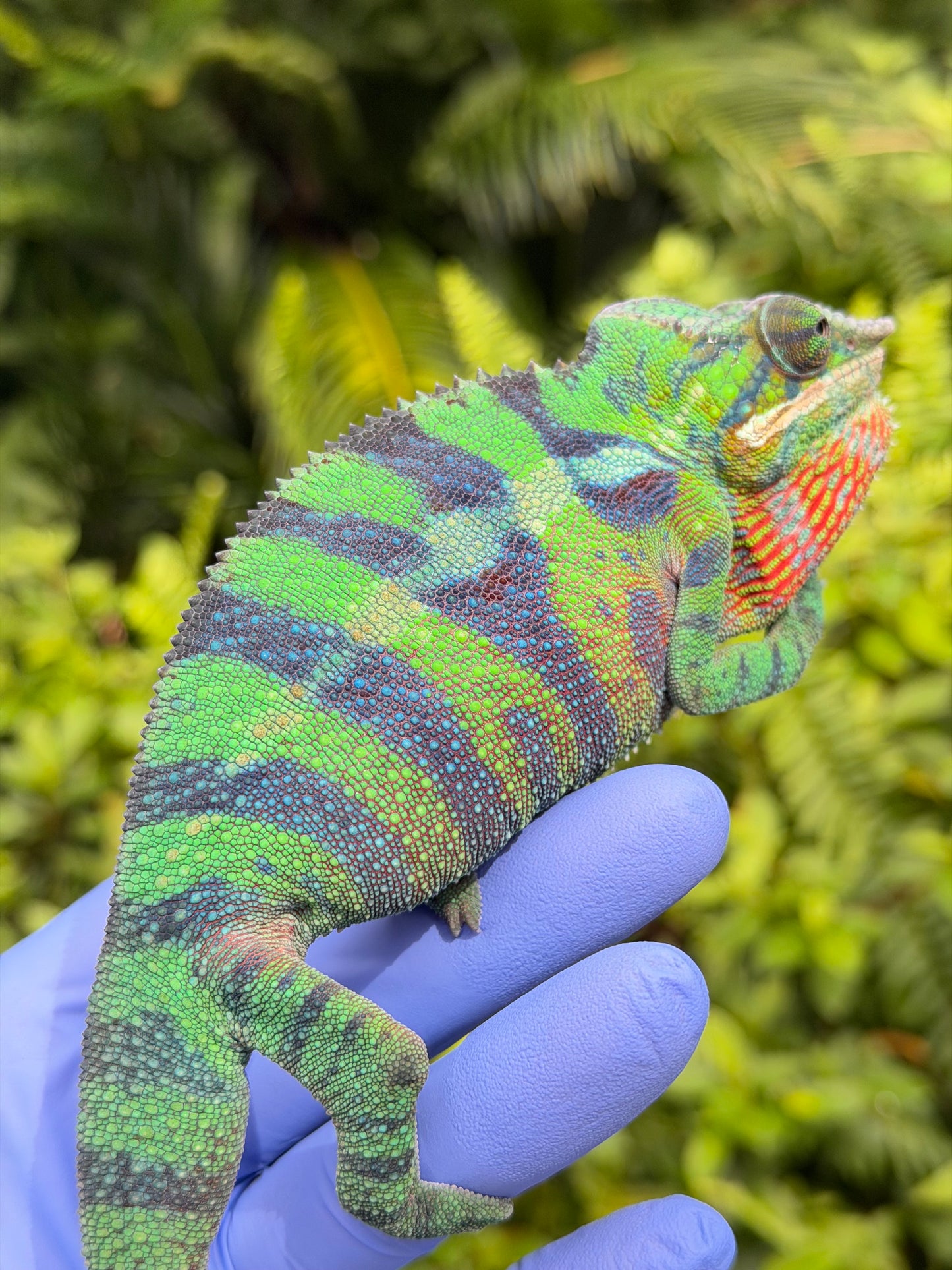 Panther Chameleon Ankify