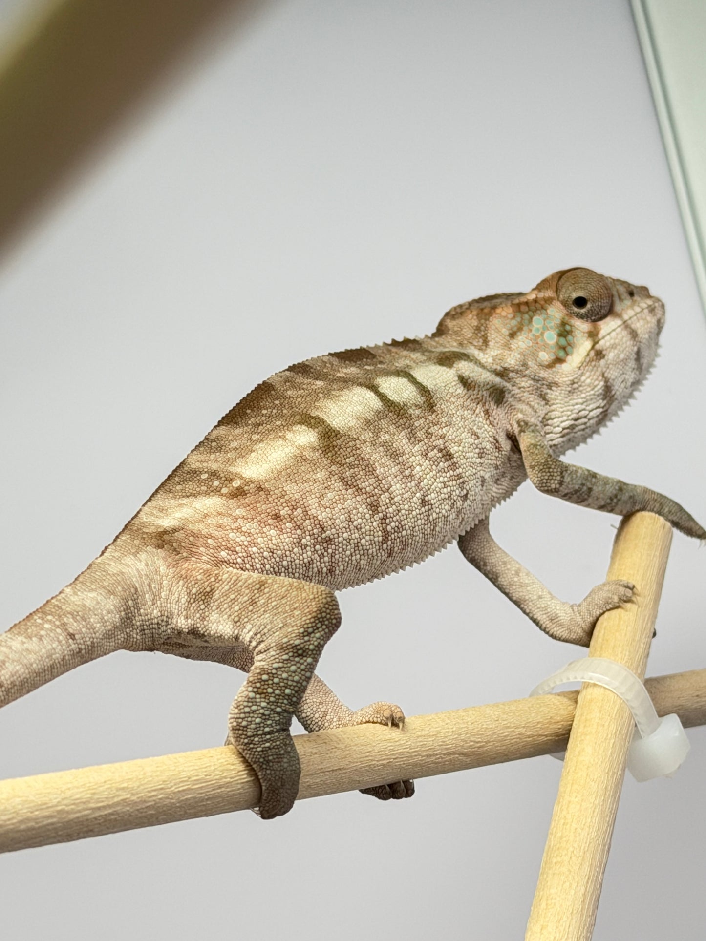 HD 12/25 Ambilobe x Blue Ambanja