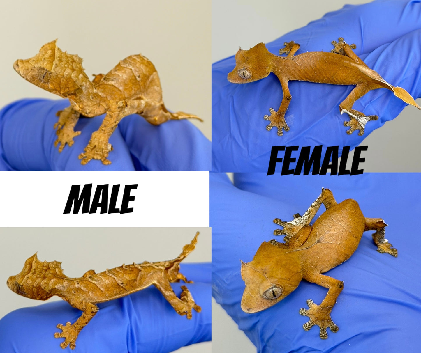 CBB Uroplatus Ebenaui Pair (Spearpoint Leaf-tailed Gecko)