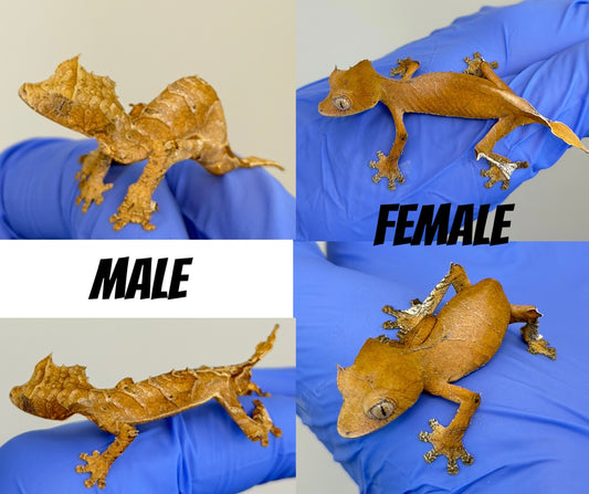 CBB Uroplatus Ebenaui Pair (Spearpoint Leaf-tailed Gecko)