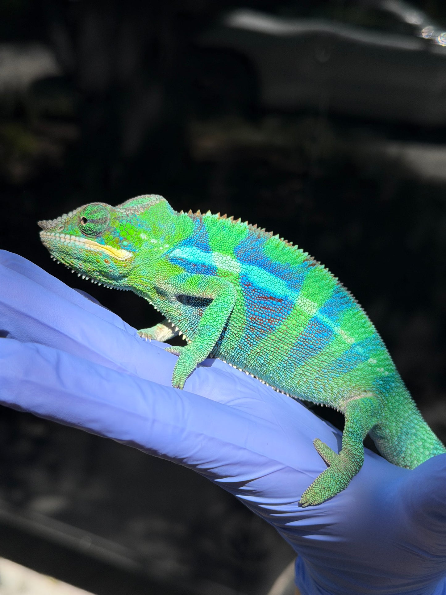 Panther Chameleon Ankify