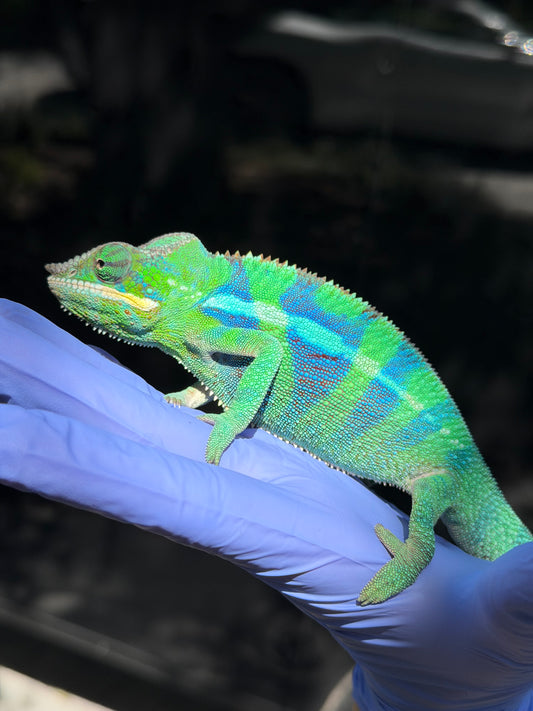Panther Chameleon Ankify