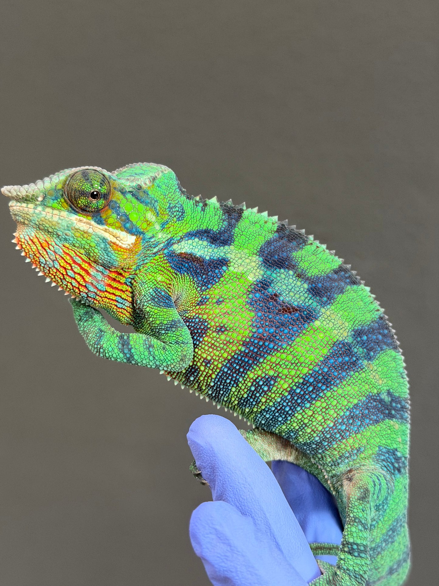 Panther Chameleon Ankify