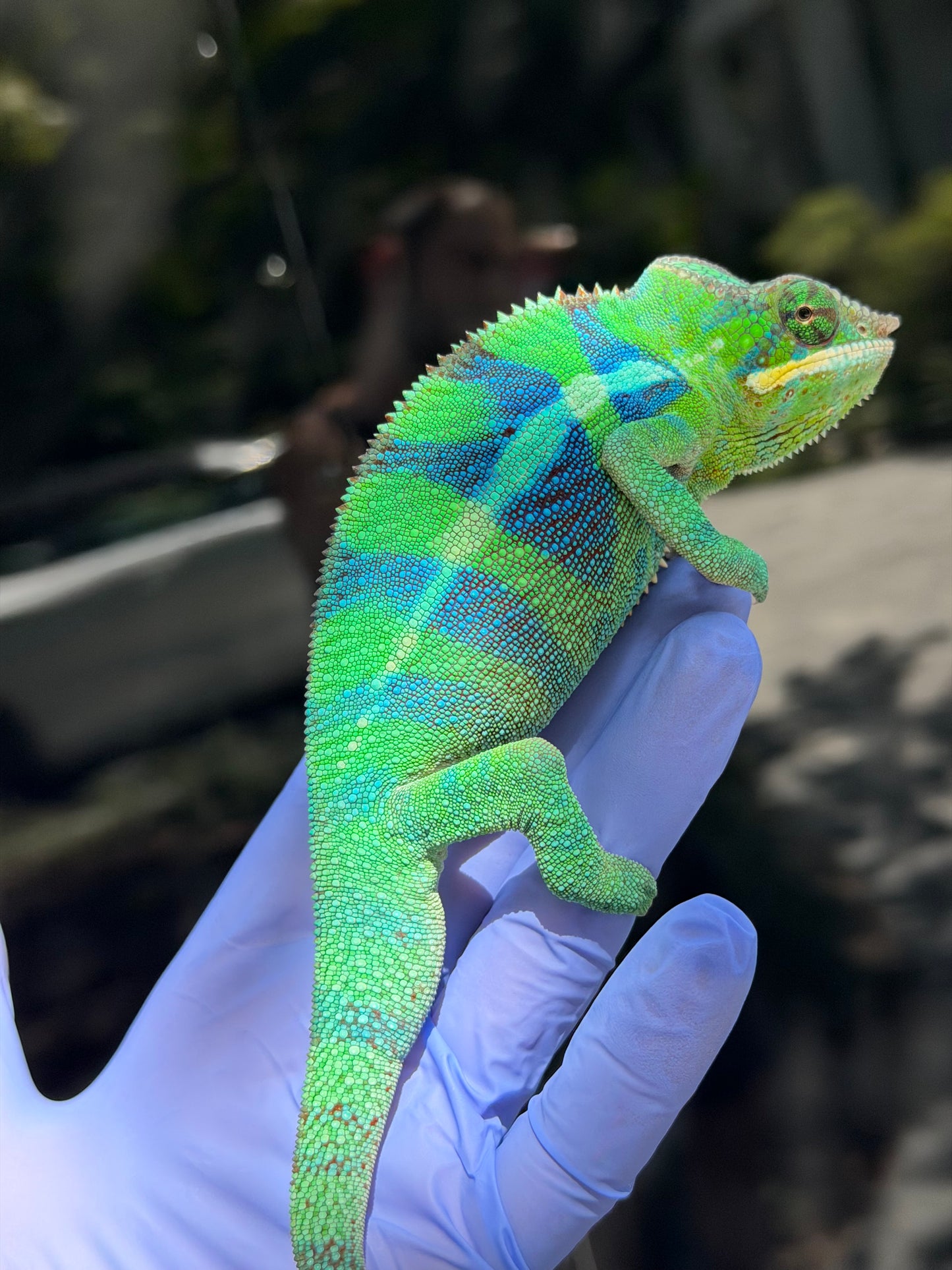 Panther Chameleon Ankify