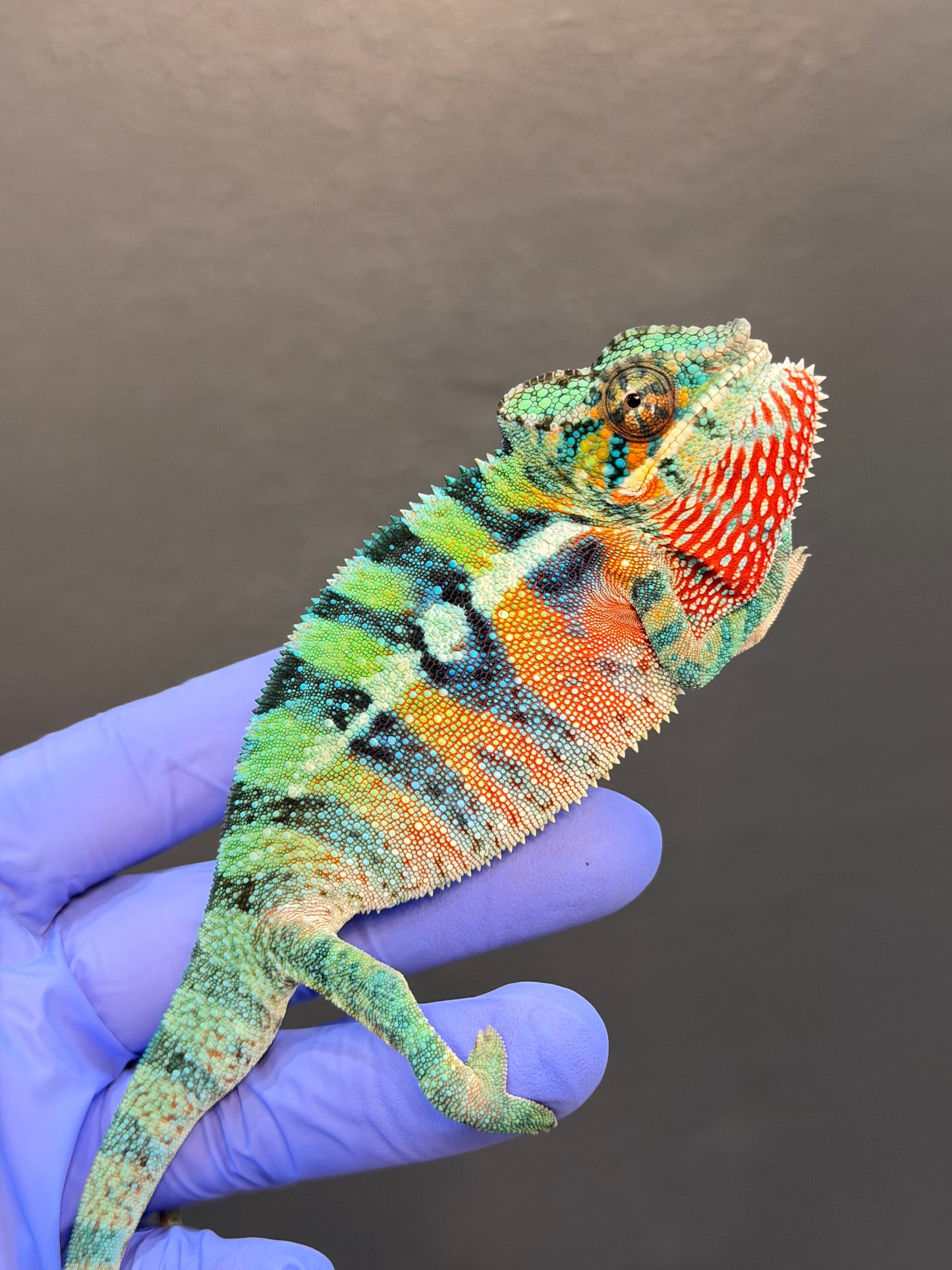 Panther Chameleon