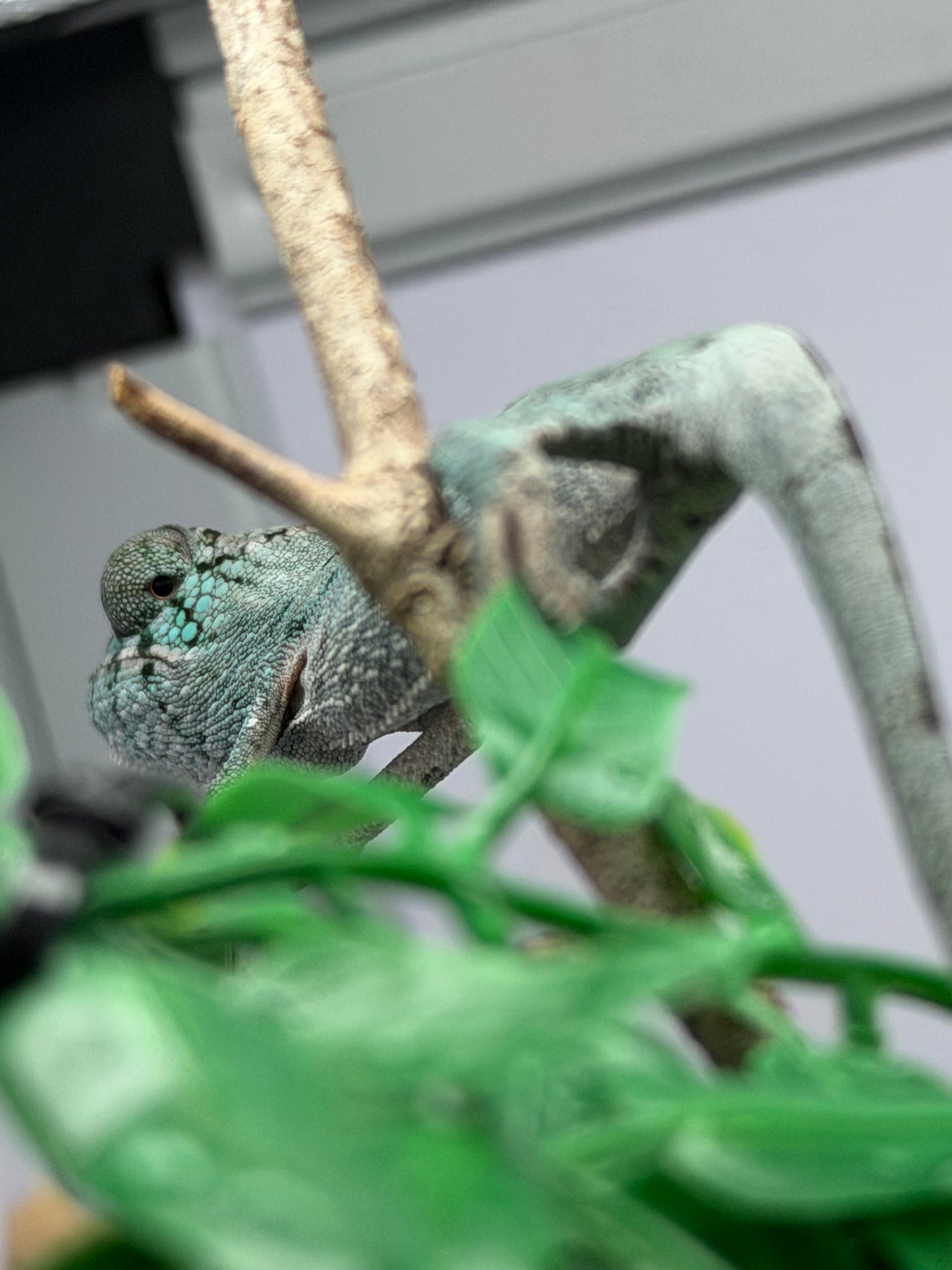 Botnik’s Offspring *Reserve