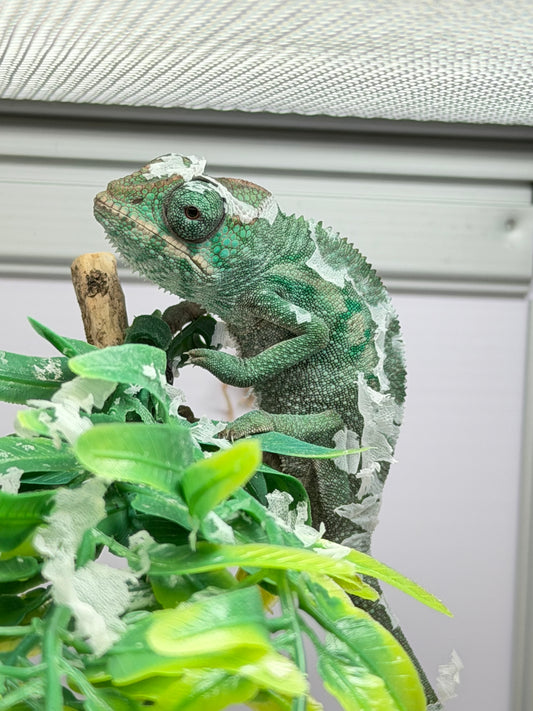 Botnik’s Offspring *Reserve