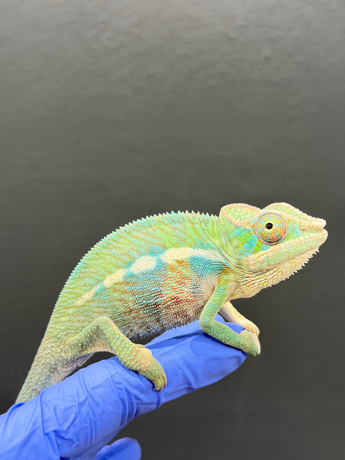 Blue Ambanja