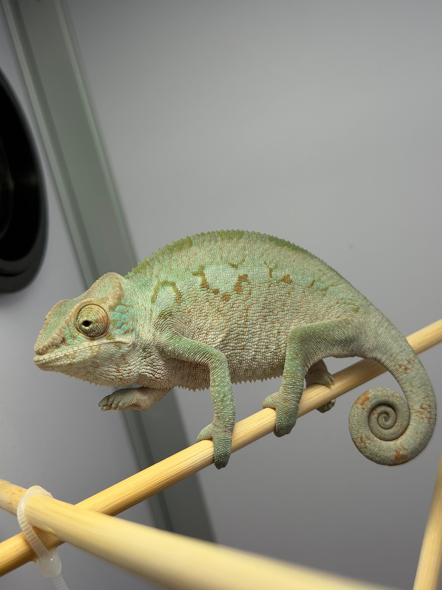 Panther Chameleon Blurple