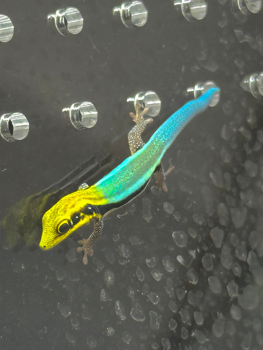 Neon Day Gecko