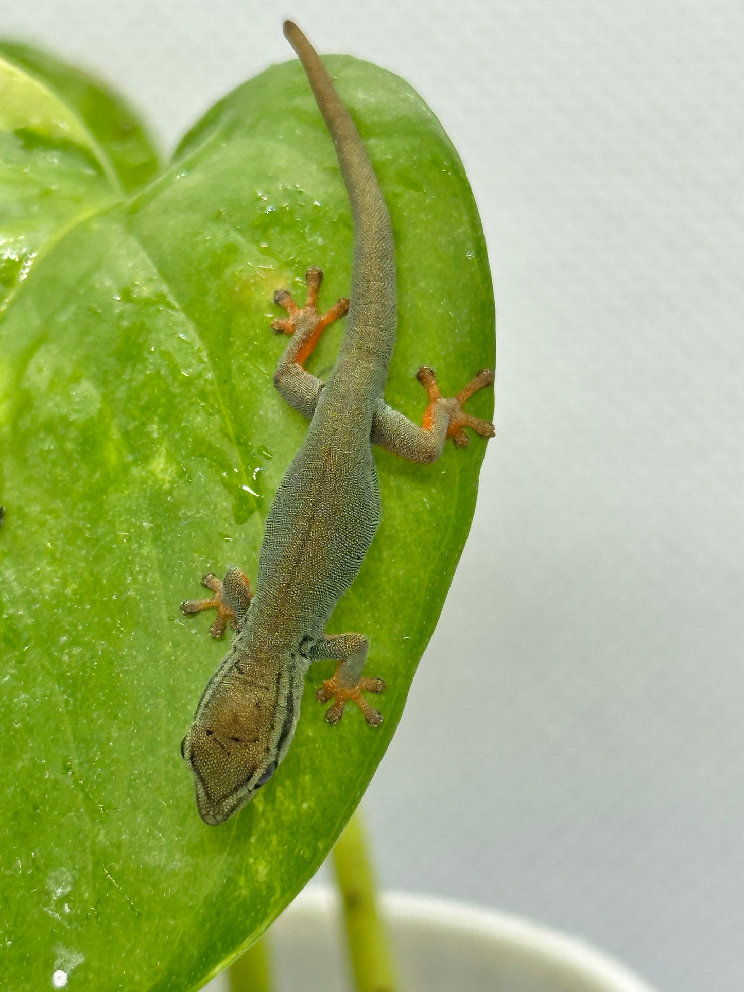 Z - Electric Blue Day Gecko