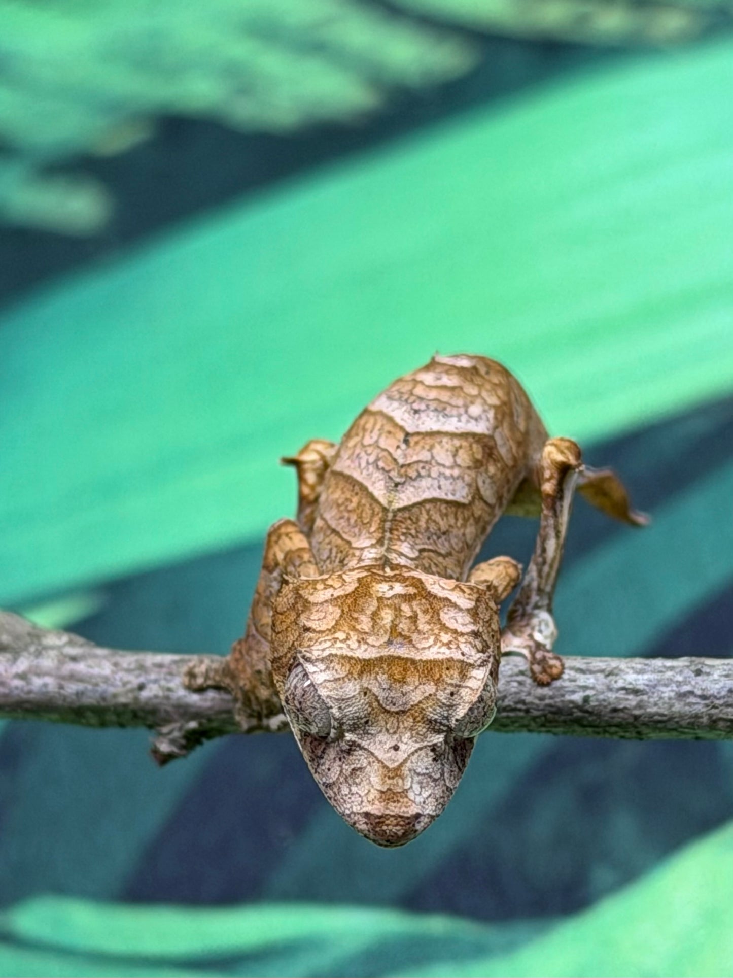 Z F Uroplatus Ebenaui