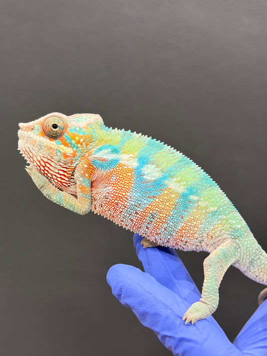HD 1/21