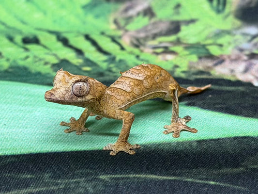 Z F Uroplatus Ebenaui