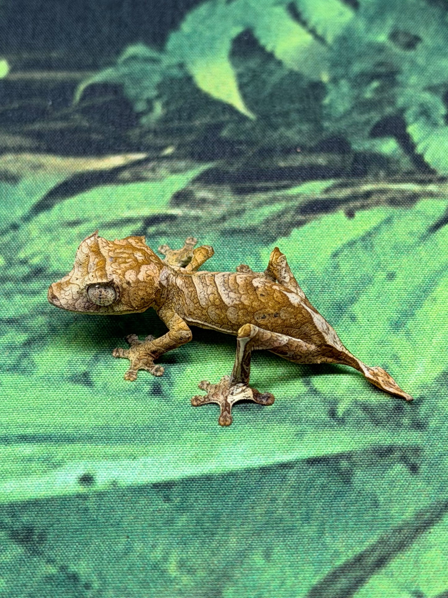 Z F Uroplatus Ebenaui