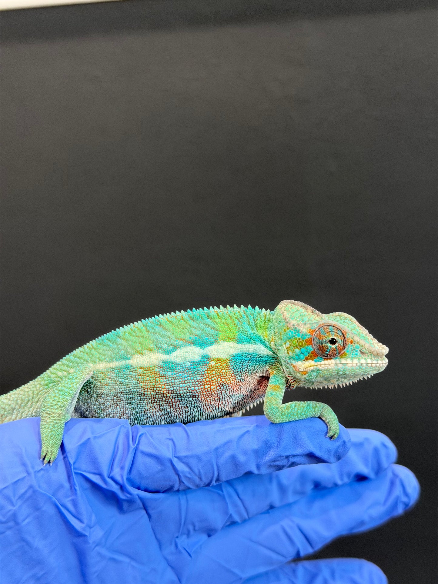 Blue Ambanja