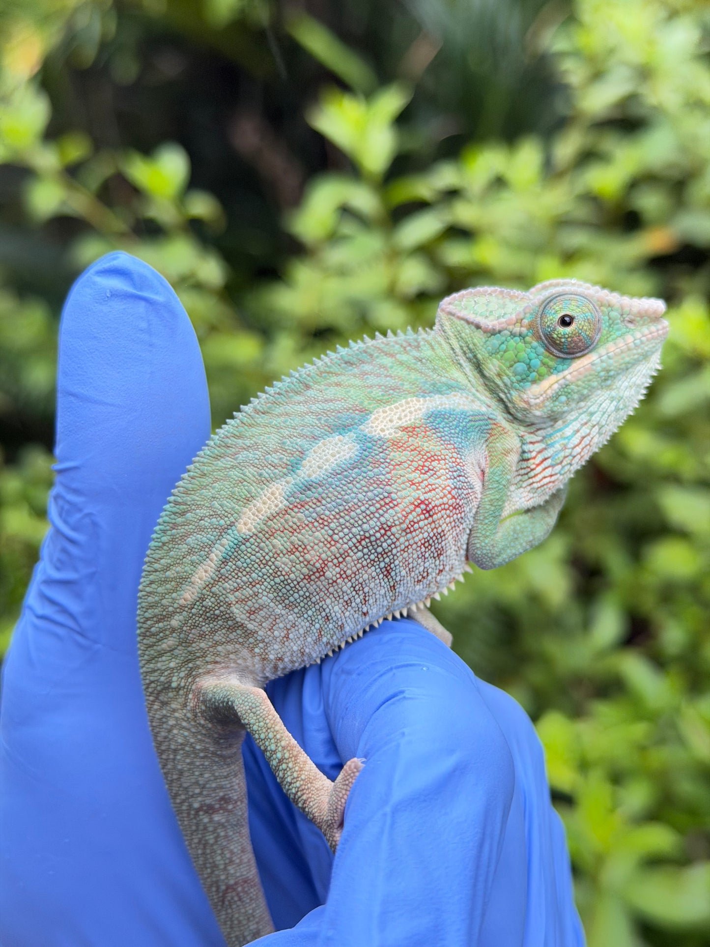 Blue Ambanja