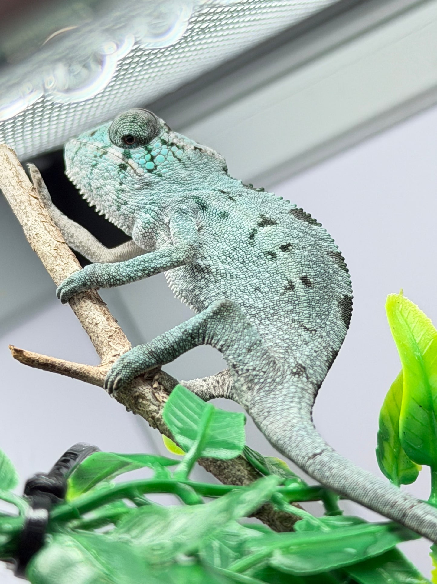 Botnik’s Offspring *Reserve