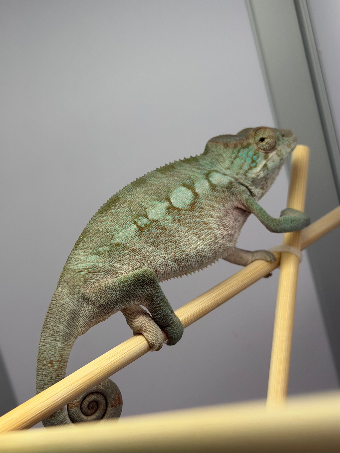 Panther Chameleon Blurple