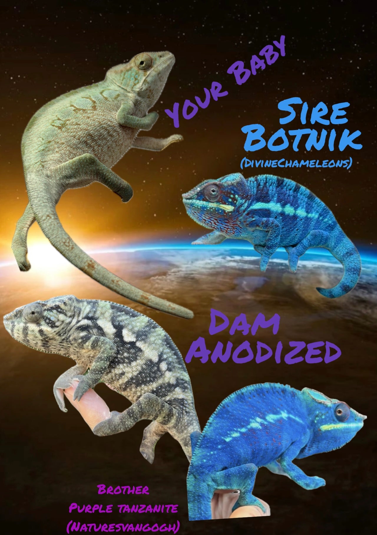 Panther Chameleon Blurple