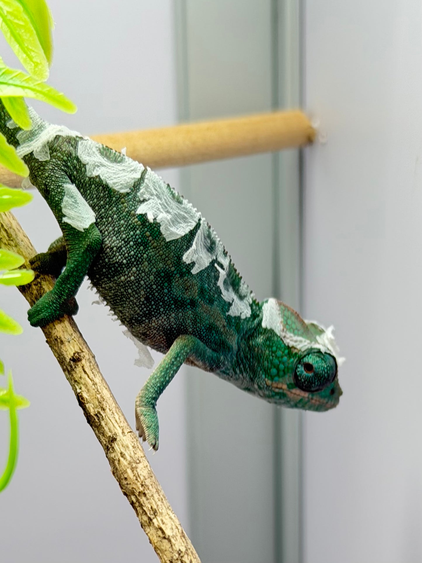 Botnik’s Offspring *Reserve