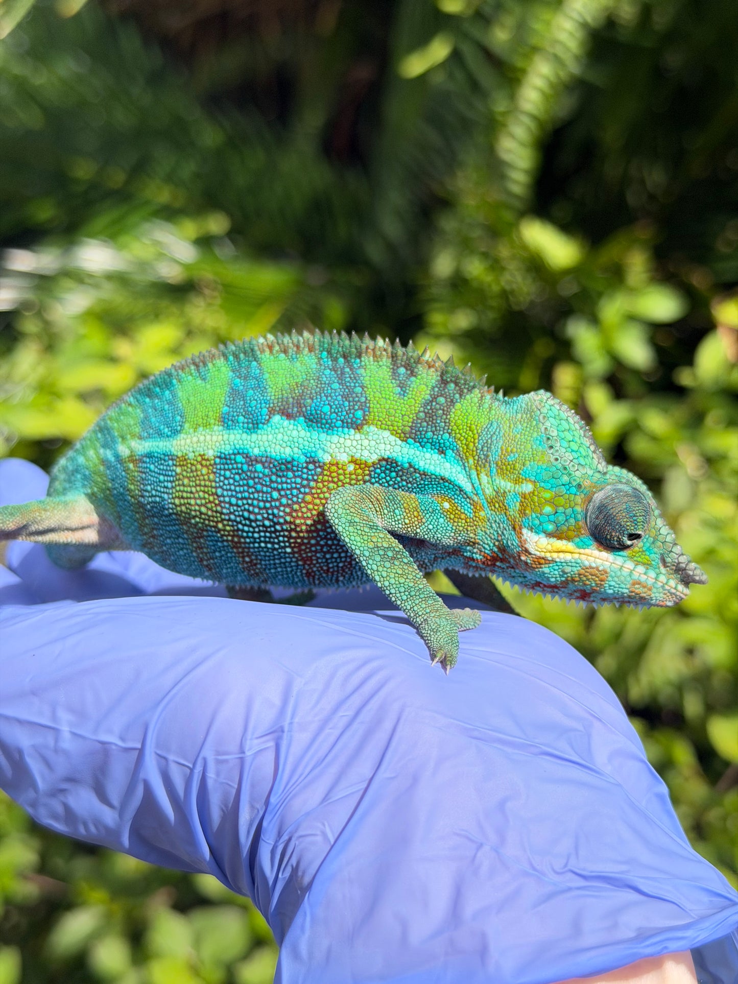 Panther Chameleon