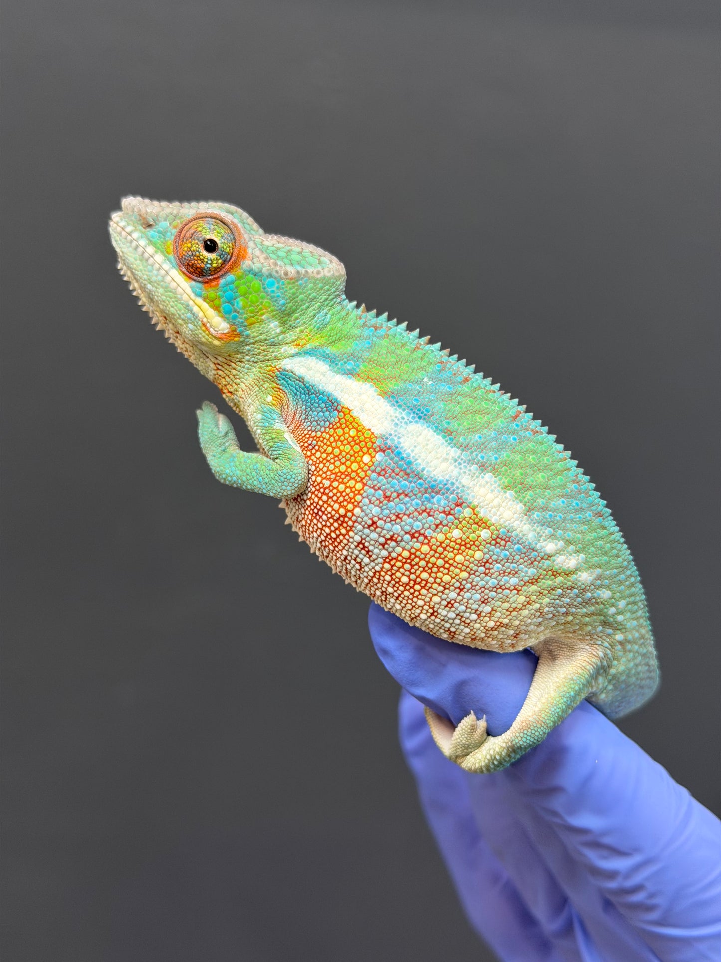 Panther Chameleon