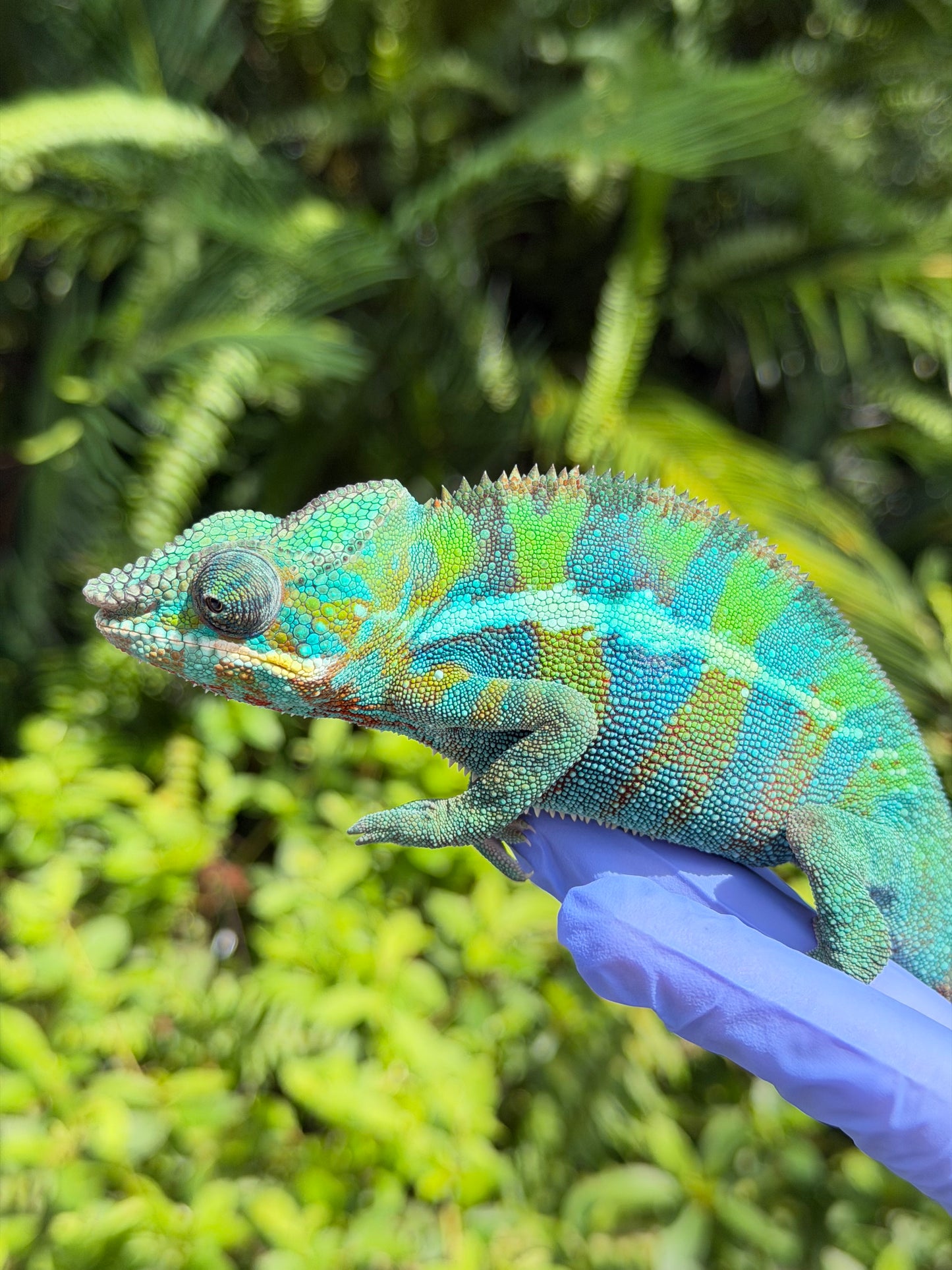 Panther Chameleon