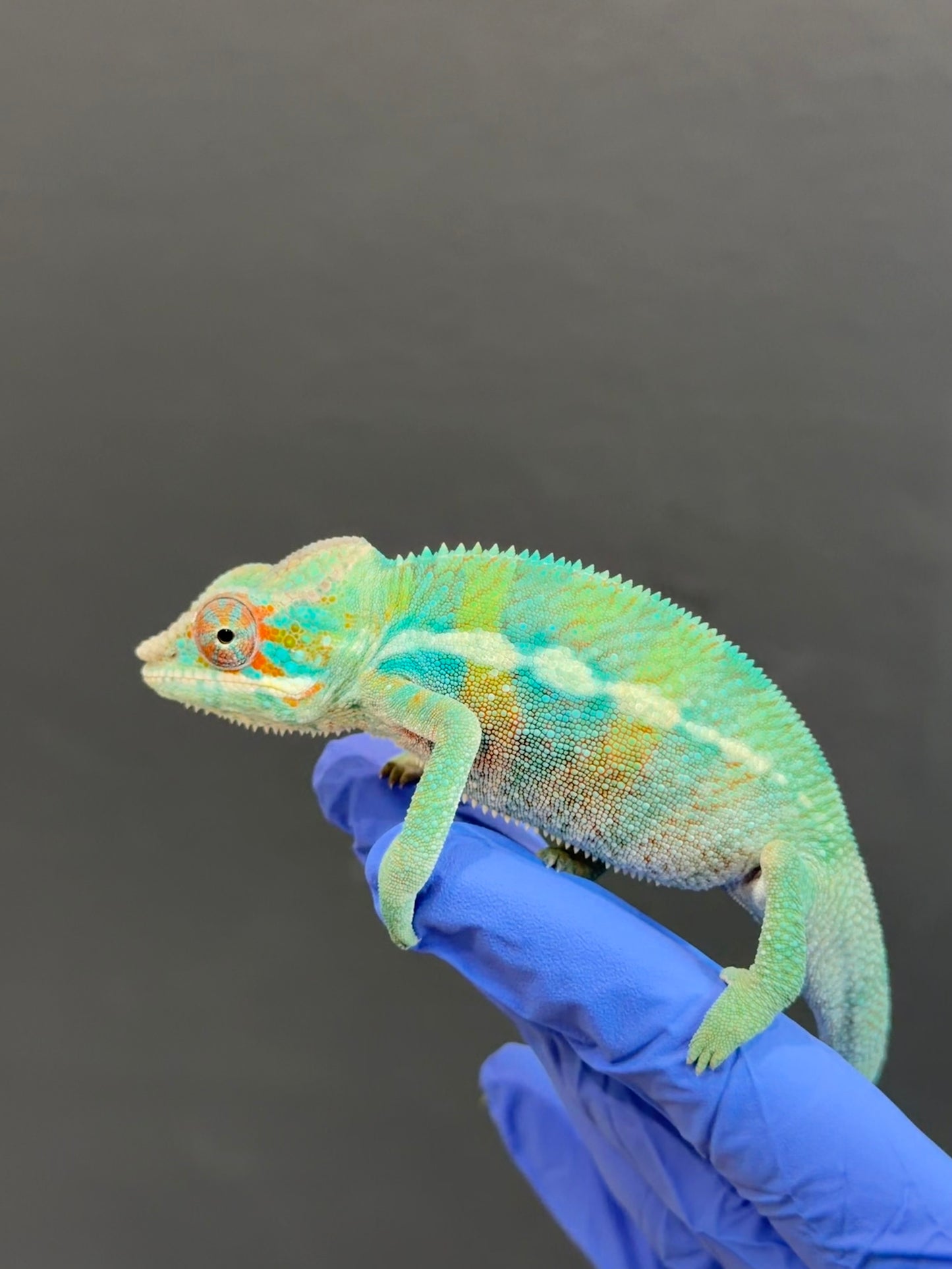 Blue Ambanja