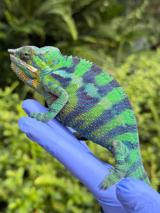 Panther Chameleon Ankify
