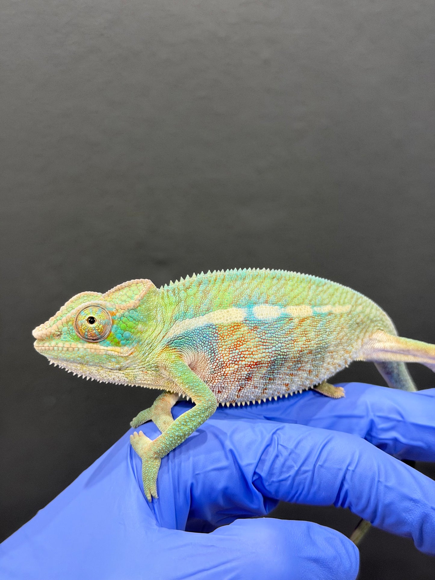 Blue Ambanja