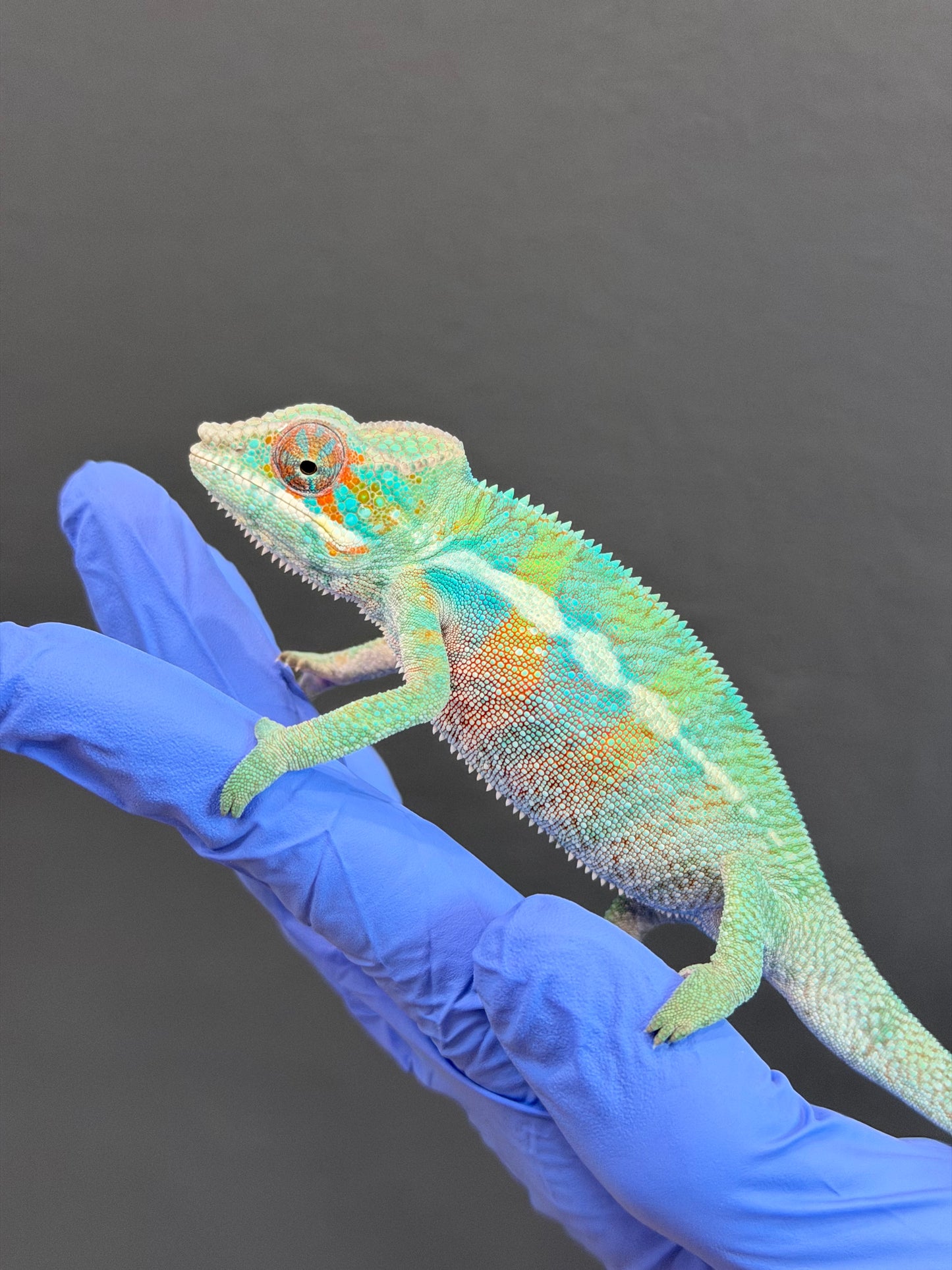 Blue Ambanja