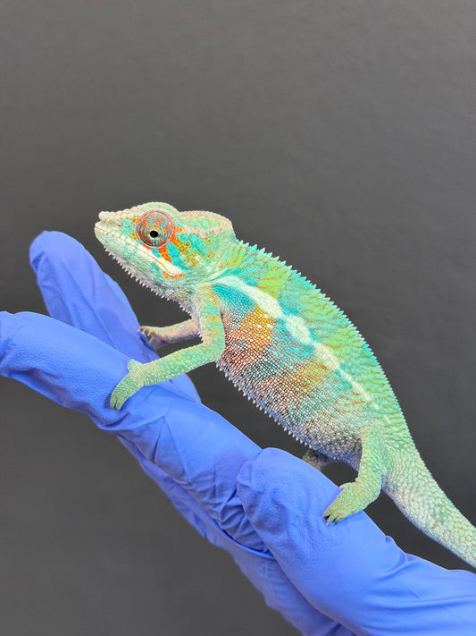 Blue Ambanja