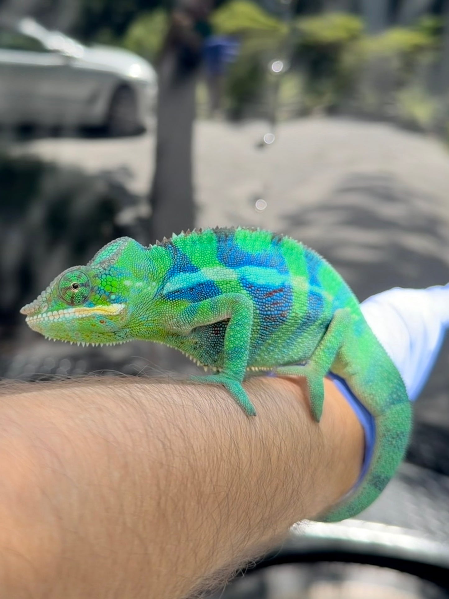 Panther Chameleon Ankify
