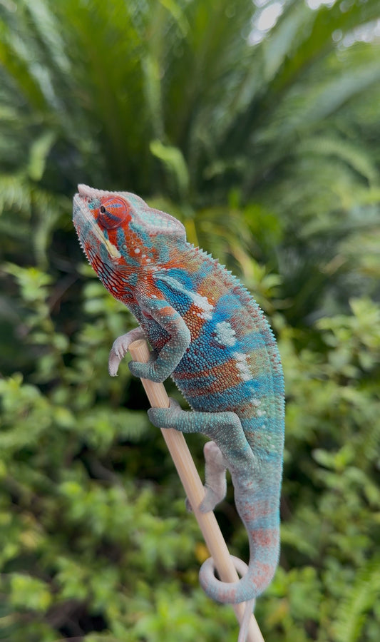 HD 1/23