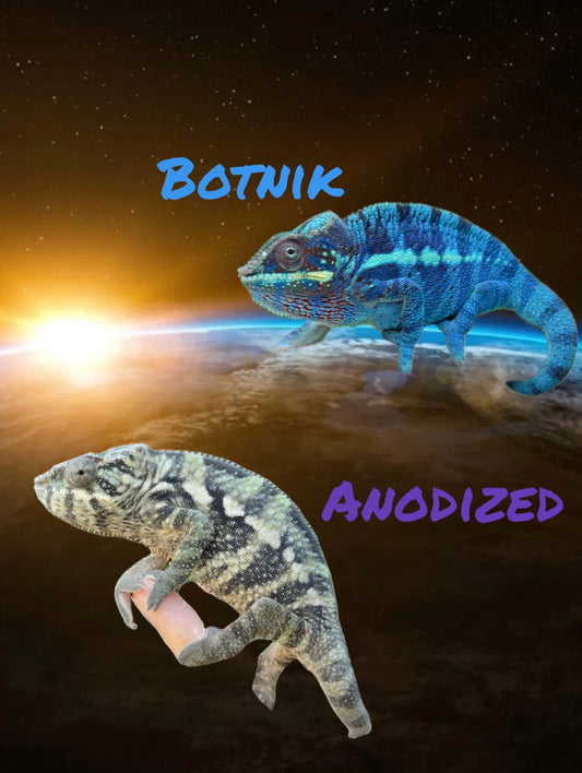 Botnik X Anodized Female *Reserve